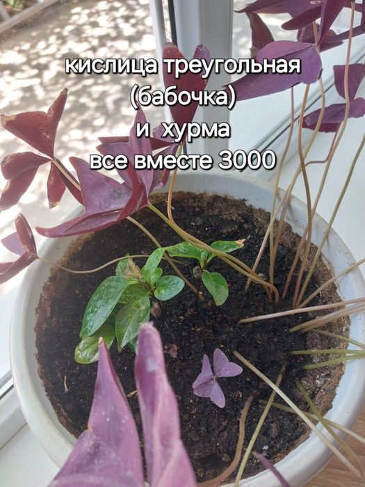 Продам комнатные цветы