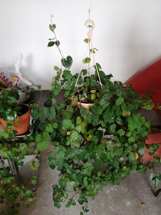 Авокадо, Фикус и прочие Комнатные растения