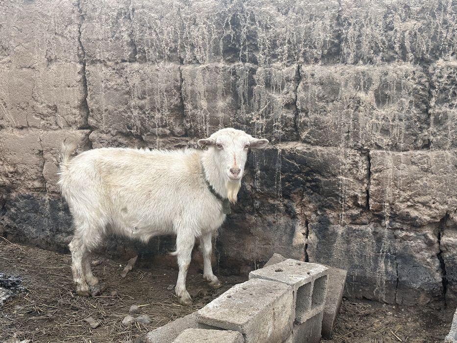 Орыс ешкі сатыладыхх