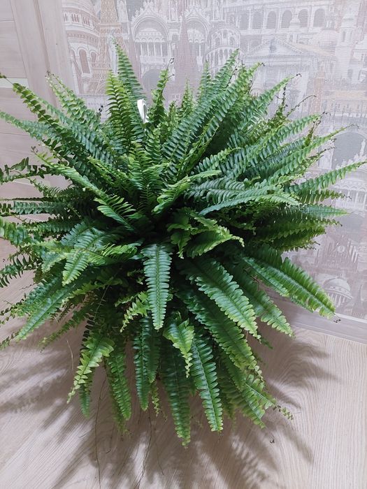 Цветы для квартир и офисов