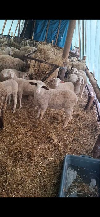 Miei   Paste   - calitate garantata