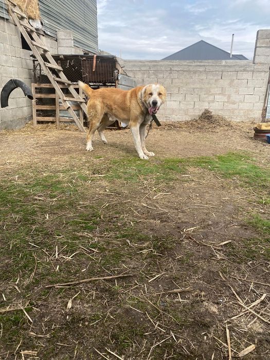 Мопедке обмен бар