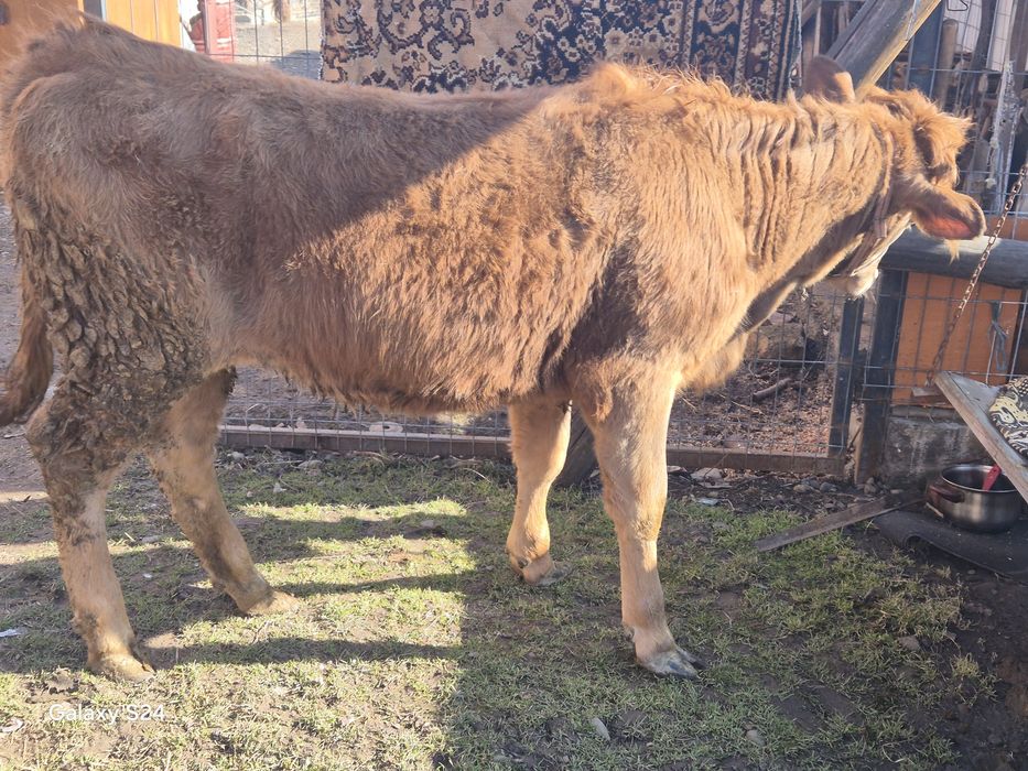 De vânzare vitica de 7 luni