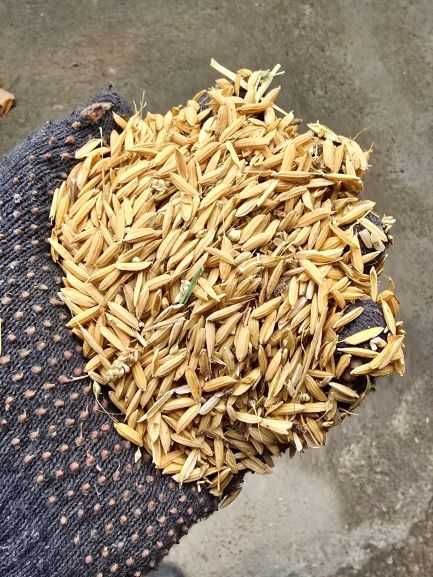 Sholi (tozalanmagan guruch) / Продам шалу Лазер — 10 тонн. Ташкент