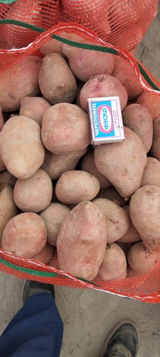 Продам картошку розовую