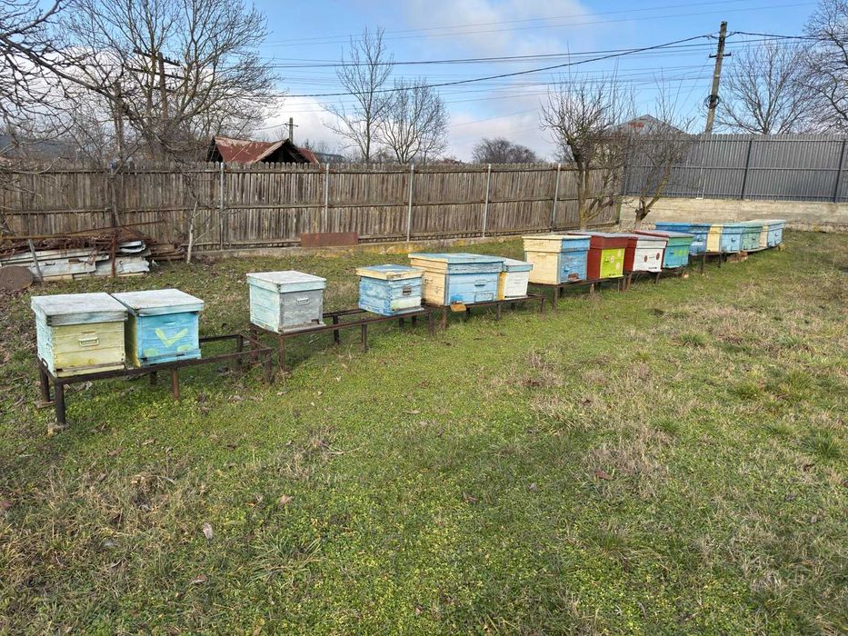 Vând 10-15 familii de albine din 25 disponibile (pe alese)
