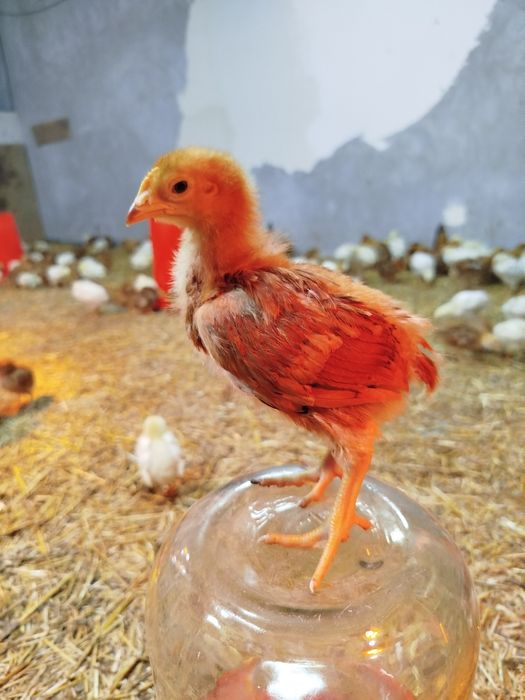 26-kunlik chexiyani dominant joʻjalari sotiladi