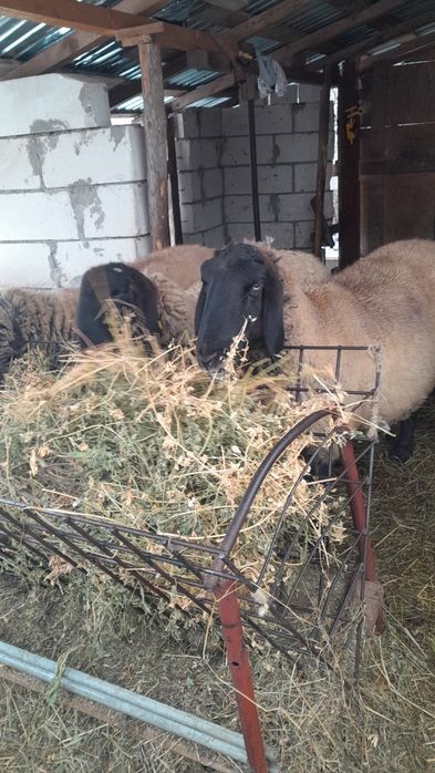 Vand oaie carabaș sârbesc