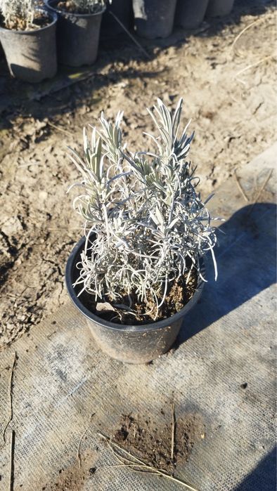 Лавандула на контейнер