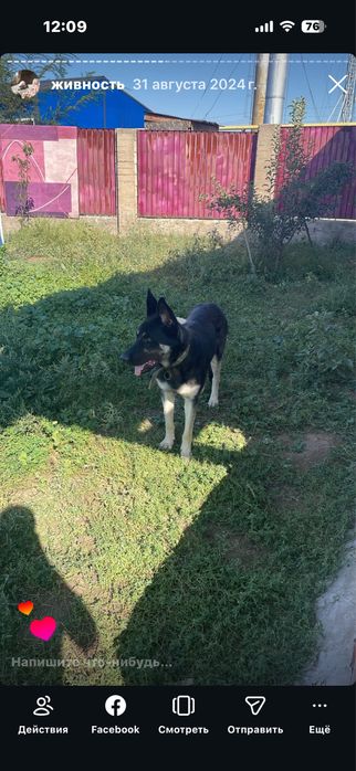 Красивый кабель Восточноевропейской овчарки