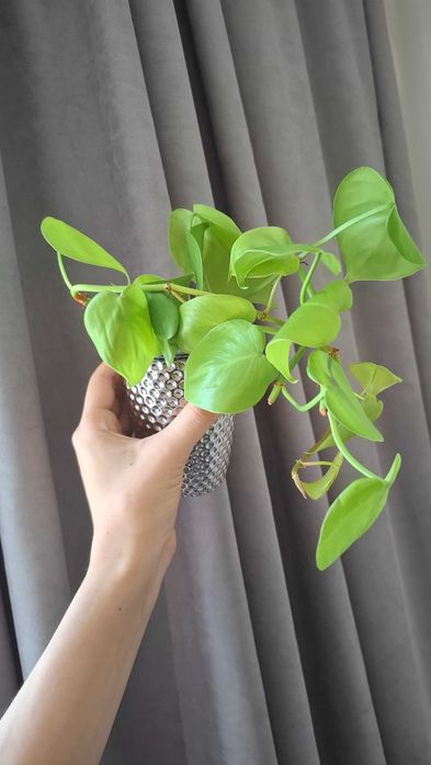 Продам филодендрон лимон-лайм