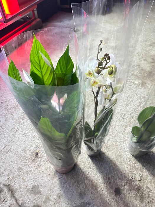 Орхидея  / Архидея  / женские счастья/цветы  /  Гул
