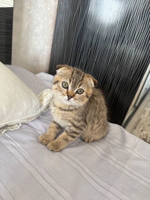 Sotiladi zotor 2 oylik