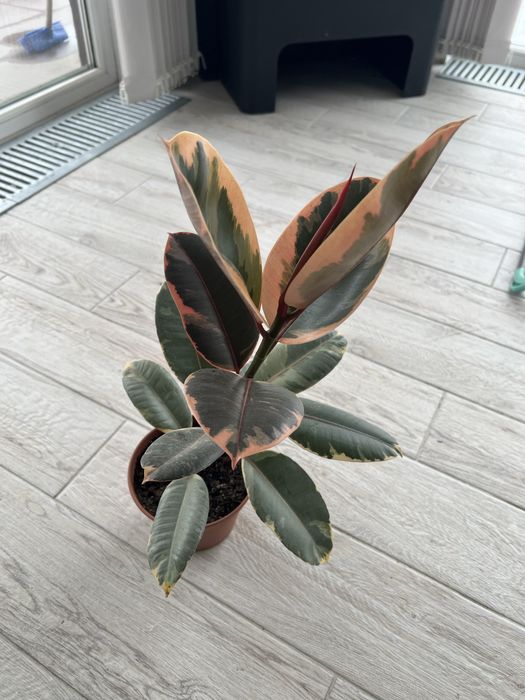 Продам фикус 1.5 года