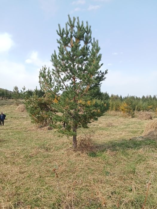 Сосны  крымские и обычные