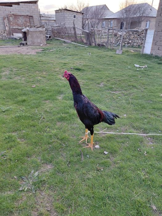 Дакан бойцовский