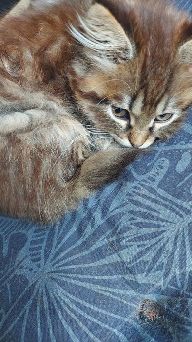 Donez pisicuta superba