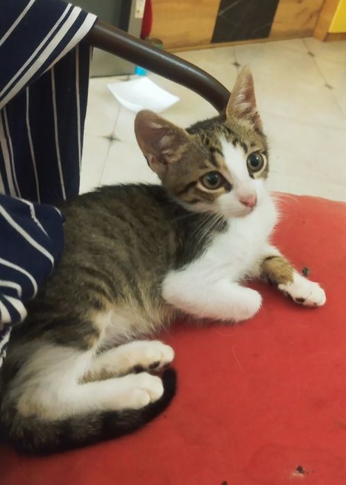 котенца от Созопол