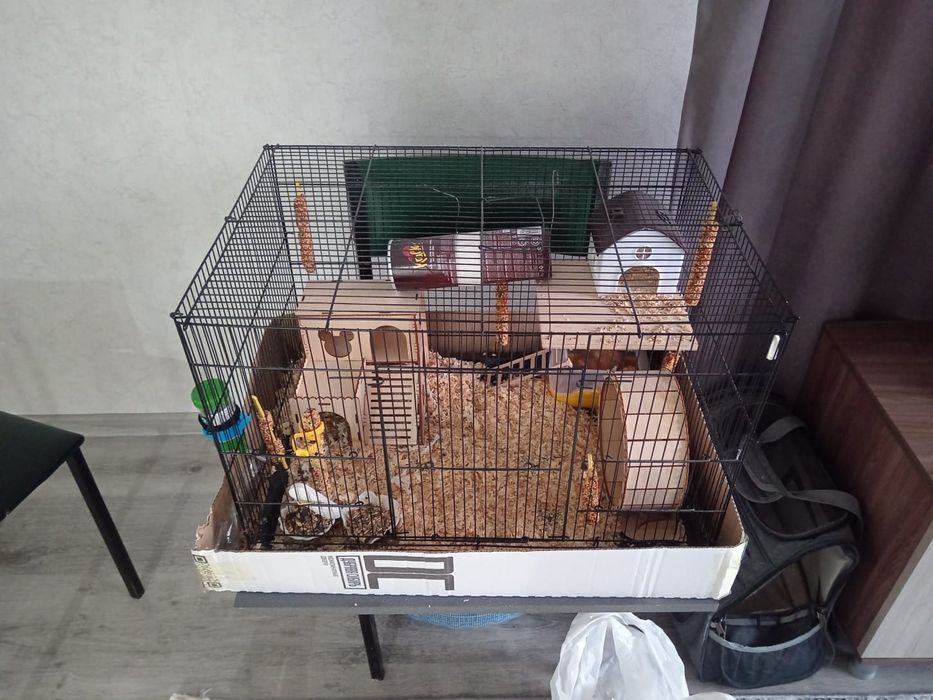 Продам сирийской хомяка