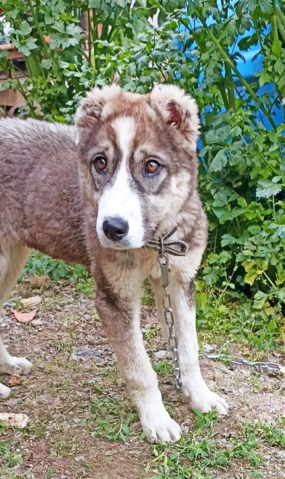 Продам собаку казахский алабай