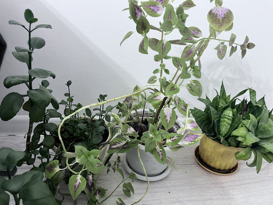 Продам комнатные цветы