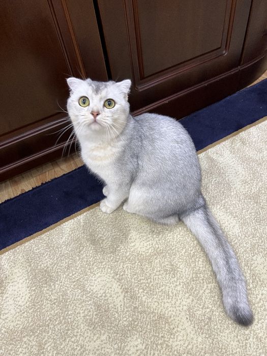 Scottish fold (Шотландская вислоухая)
