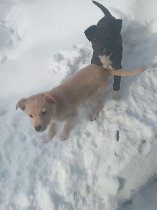 Подарю красивых щенков.