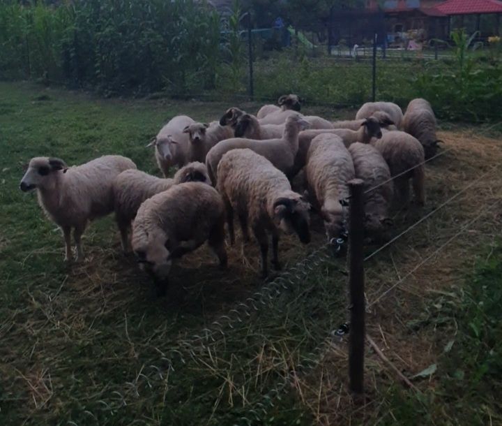 Oi Turcane și Miei