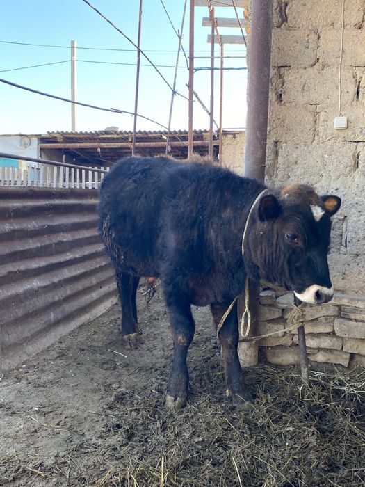 Бычок 1жас 3 ай, байлауда тур