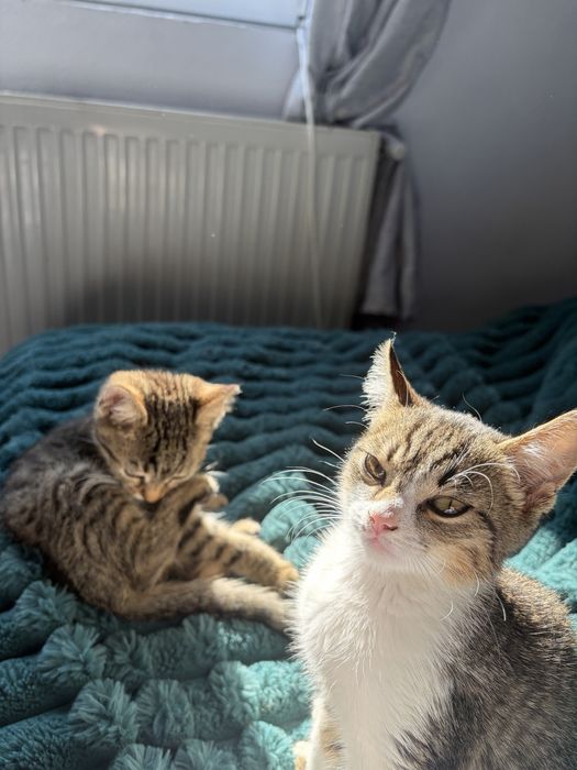 Pisici spre adoptie