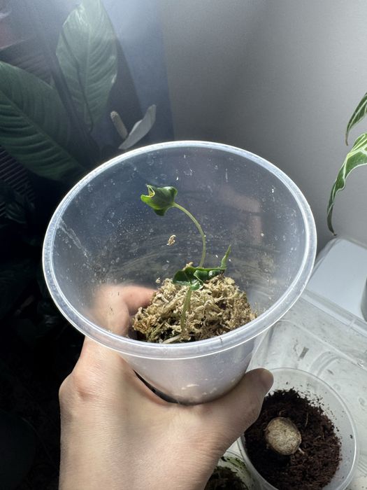 Детки алоказии полли,локо