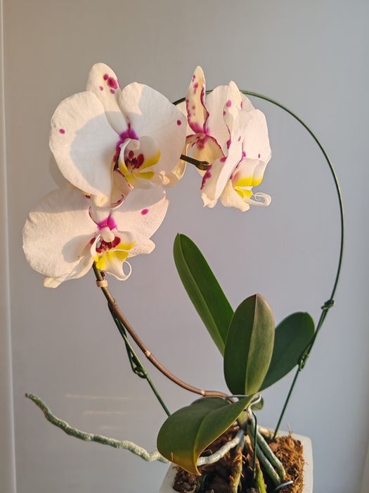 Орхидея фаленопсис