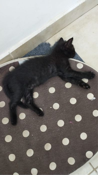 Pisicute de adoptie