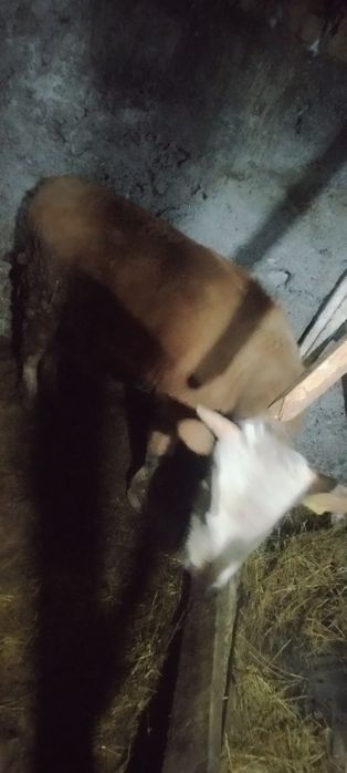 Быки откорм продам