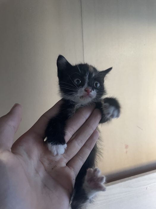 Четыре охорных котенка