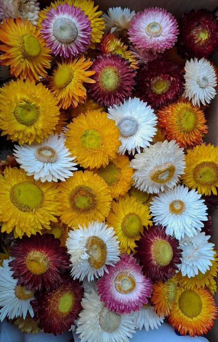 Flori de paie. Imortelle