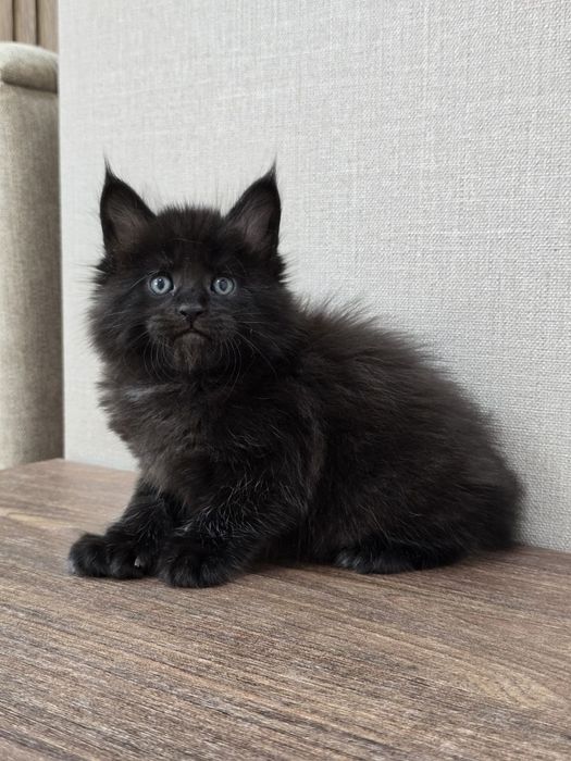 Шикарный мальчик мейн-кун полидакт