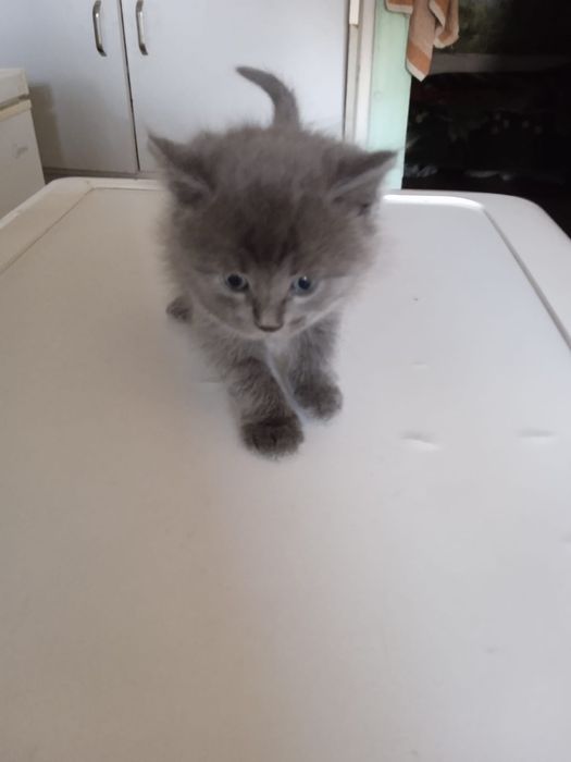 Продам Котят британцев