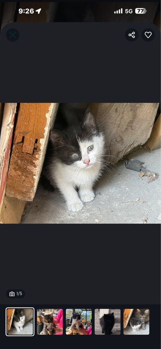 отдадим котят в хорошие руки