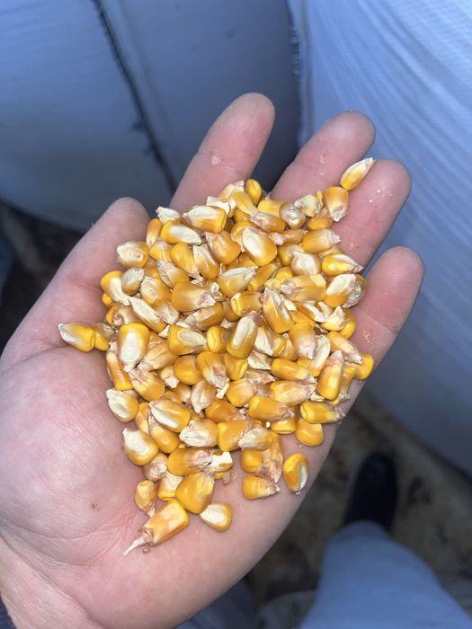 Vand porumb 15%Umiditate