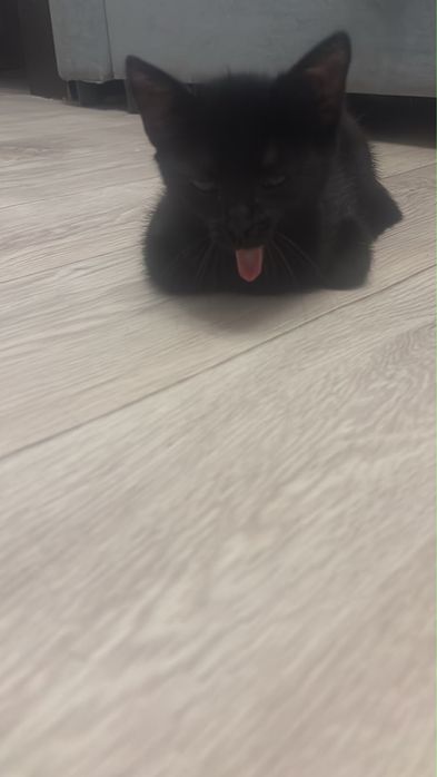 Котенок уголёк, добрые отвественные руки