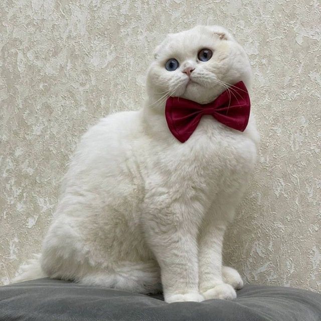 Кот для Вязки . Приглашает кошек с прививками