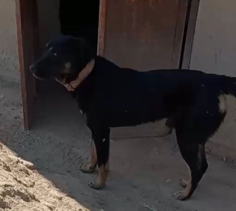 Пристраивается собака