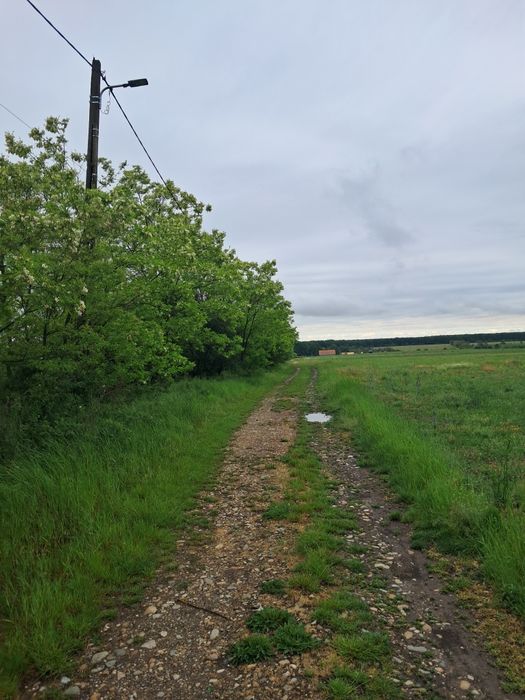 5500mp Nojorid-Pausa