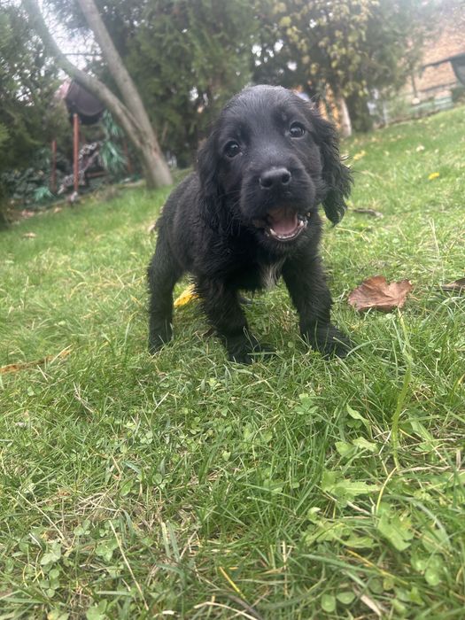 Продавам кокер / лабрадор