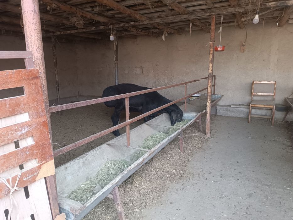 28 та куй оптом сотилади. ЖАМИ: 135 млн сум, яна устига келишамиз.
