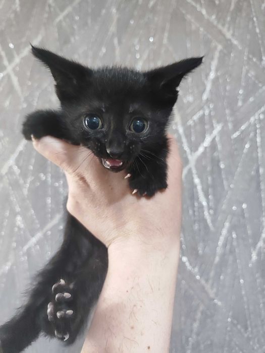 Котика отдам срочно