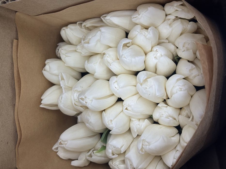 тюльпаны оптом и в розницу