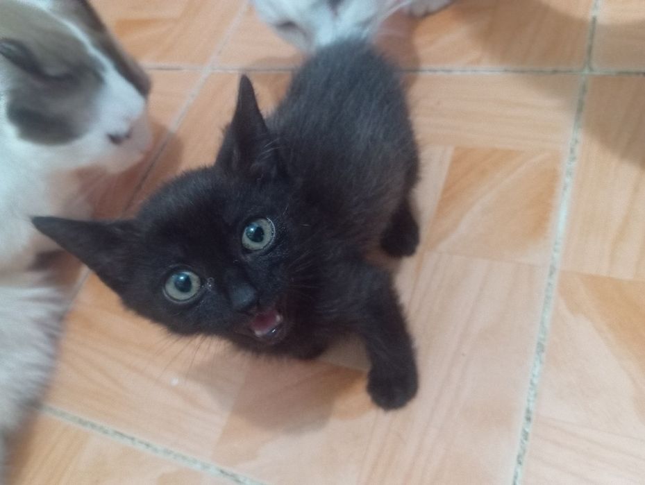 Котёночек в добрые руки.