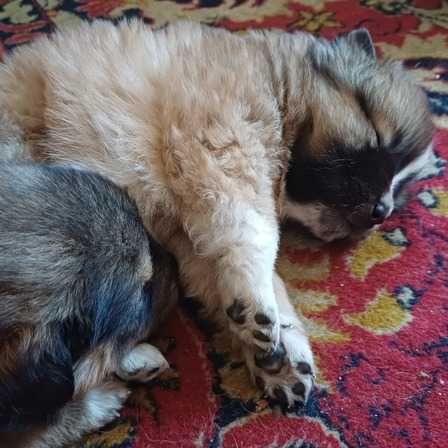 Catelusi de doua luni